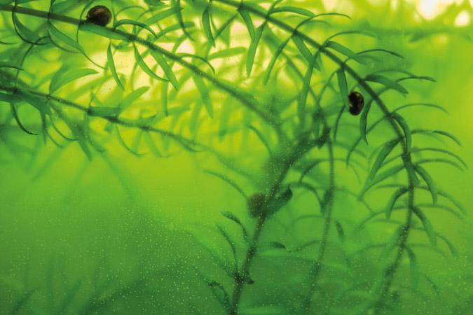 Smalbladet vandpest i grønt, uklart vand